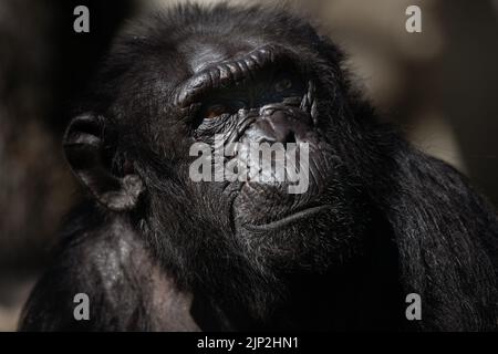 Primo piano ritratto facciale di uno scimpanzé adulto che guarda al buio Foto Stock