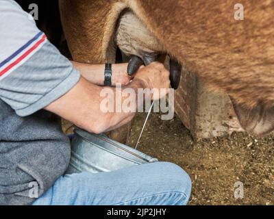 Uomo di caseificio esperto mungendo una mucca per il latte Foto Stock