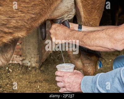 Uomo di caseificio esperto mungendo una mucca per il latte Foto Stock