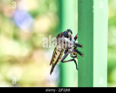 Large Bald Faced Hornet riposa su una ringhiera di metallo verde in una calda giornata estiva a Overland Park Kansas. Foto Stock