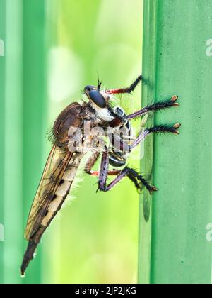 Large Bald Faced Hornet riposa su una ringhiera di metallo verde in una calda giornata estiva a Overland Park Kansas. Foto Stock