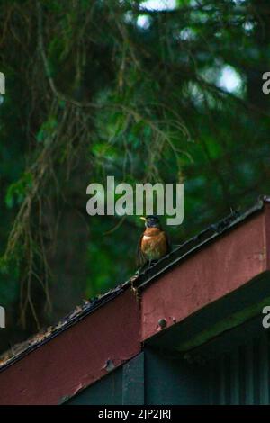 Un colpo verticale di un robin americano arroccato su una superficie metallica in Ontario, Canada Foto Stock