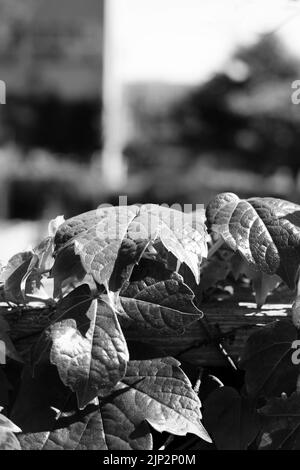 Foglie verdi di vite di edera estiva che si illuminano nel sole luminoso in bianco e nero monocromatico. Foto Stock