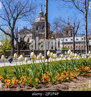 Tulipani nel giardino di un parco cittadino a El Escorial a Madrid. UNESCO, Foto Stock
