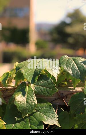 Foglie di verde edera d'estate che si illuminano nel sole luminoso. Foto Stock