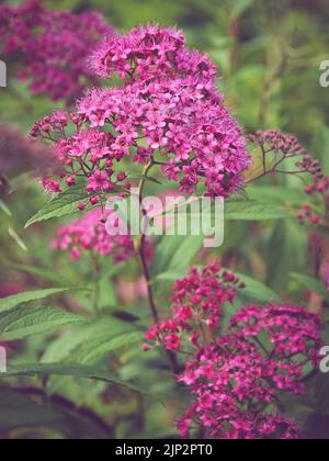 Una foto selettiva di spirea giapponese (spiraea japonica) nel giardino Foto Stock