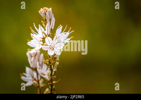 Fiore bianco su sfondo verde sfocato con spazio copia. Molla. Foto Stock