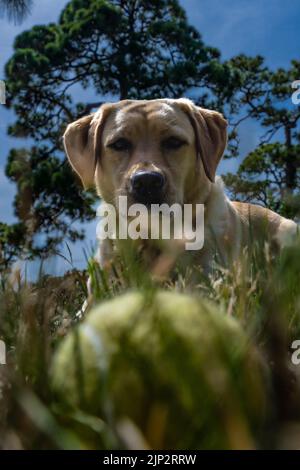 Un colpo verticale di un simpatico cane labrador Retriever guardando con attenzione una palla da tennis sull'erba Foto Stock