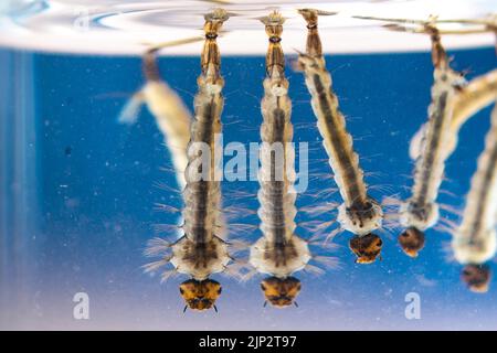 Larve di zanzara della tigre asiatica in acqua viva, Aedes albopictus. Specie esotiche, zanzara invasiva. Aedes. Macrofotografia, primo piano. Tavole larve Foto Stock