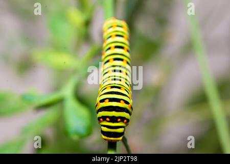 Esotico e colorato bruco farfalla, coda di rondine del Vecchio mondo, Papilio machaon mangiare. Larve gialle, nere, arancioni. Macrofotografia, primo piano Foto Stock