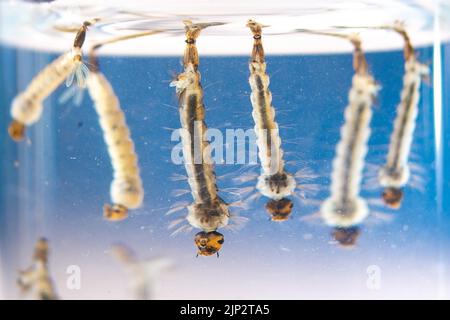 Larve di zanzara della tigre asiatica in acqua viva, Aedes albopictus. Specie esotiche, zanzara invasiva. Aedes. Macrofotografia, primo piano. Tavole larve Foto Stock