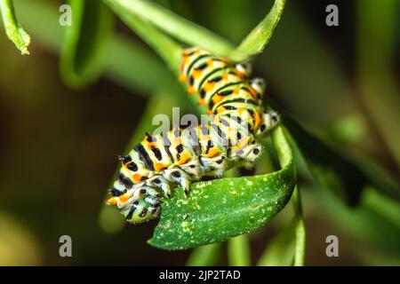 Esotico e colorato bruco farfalla, coda di rondine del Vecchio mondo, Papilio machaon mangiare. Larve gialle, nere, arancioni. Macrofotografia, primo piano Foto Stock