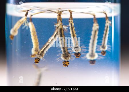 Larve di zanzara della tigre asiatica in acqua viva, Aedes albopictus. Specie esotiche, zanzara invasiva. Aedes. Macrofotografia, primo piano. Tavole larve Foto Stock