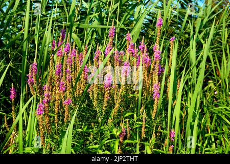 Fiori rosa selvaggi in un cesto di canne verdi in una giornata di sole Foto Stock