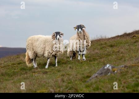 Due pecore inquisitive Swaledale, pecore femminili, rivolte in avanti a Springtime sulla brughiera aperta a Ravenseat a Swaledale, Regno Unito. Orizzontale. Spazio per COP Foto Stock