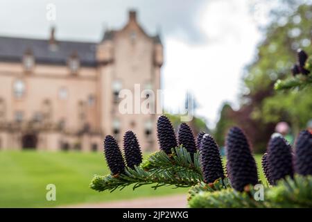 Abete coreano sullo sfondo del castello di Craigievar nelle Highlands scozzesi Foto Stock