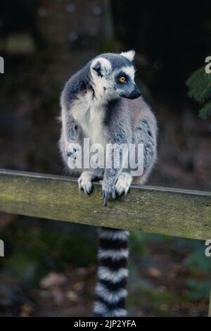 Un adorabile lemur dalla coda ad anello su una recinzione in un parco safari che guarda al lato, tiro verticale Foto Stock