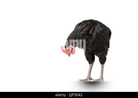 il pollo ha un pettine rosso. Gallo australorpo nero su sfondo bianco isolato. Foto Stock