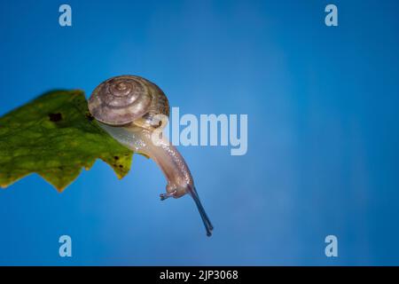 Un macro scatto di una piccola lumaca su una foglia verde con uno sfondo blu brillante Foto Stock