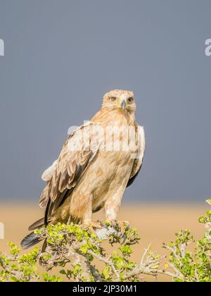 Aquila bruna sul Maasai Mara, Kenya, Africa orientale Foto Stock