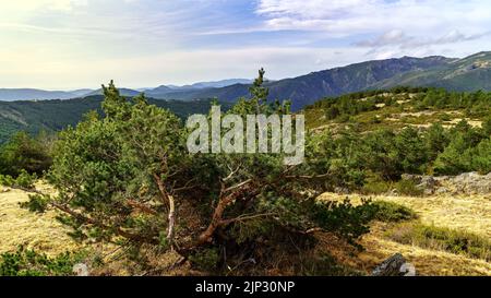 Pino ananas sulla montagna. Sfondo verde, nessuna gente. Spagna, Foto Stock