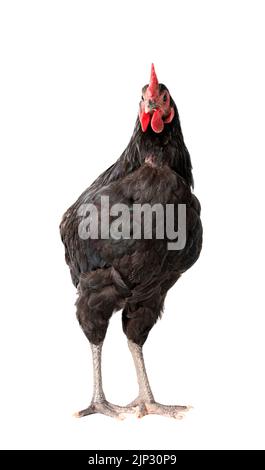 il pollo ha un pettine rosso. Gallo australorpo nero su sfondo bianco isolato. Foto Stock