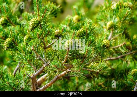 Pino ananas sulla montagna. Sfondo verde, nessuna gente. Spagna, Foto Stock