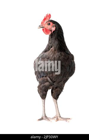 il pollo ha un pettine rosso. Gallo australorpo nero su sfondo bianco isolato. Foto Stock