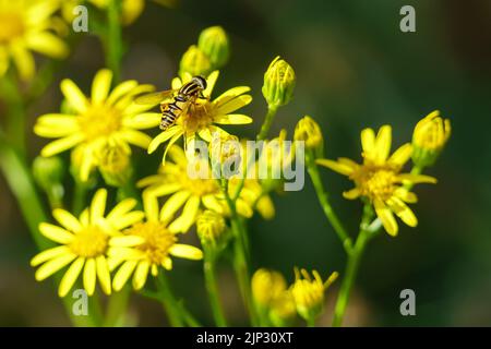 Fiori gialli su sfondo verde con ape insetto in un fiore e sfocatura. Fiori selvatici. Foto Stock