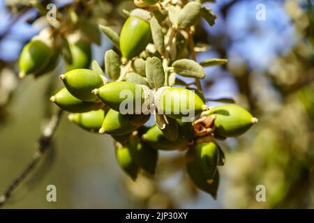 Corna di quercia con foglie e rami su sfondo verde e sfocato. Foto all'aperto. Foto Stock