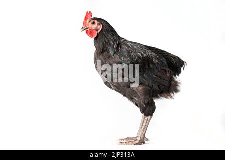 il pollo ha un pettine rosso. Gallo australorpo nero su sfondo bianco isolato. Foto Stock