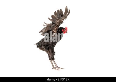 il pollo ha un pettine rosso. Il gallo nero australorp vola su sfondo isolato. Foto Stock