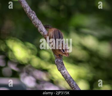 Un adorabile chippmunk che si arrampica su un ramo in un parco Foto Stock