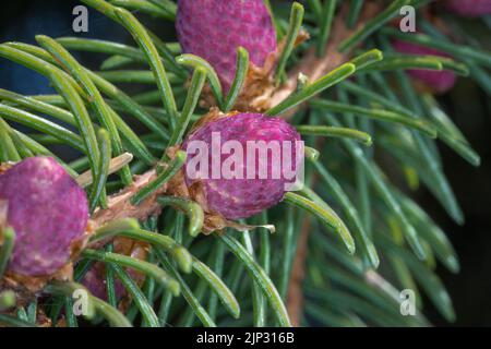 Un primo piano dei coni del pino del bambino che crescono su un albero all'aperto Foto Stock