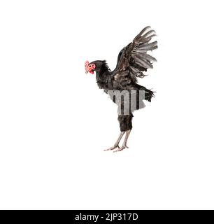 il pollo ha un pettine rosso. Il gallo nero australorp vola su sfondo isolato. Foto Stock