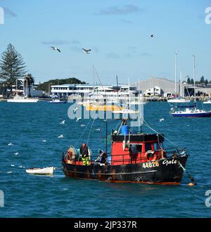 Pescatori al lavoro su una barca nel porto del Monte Maunganui. Foto Stock