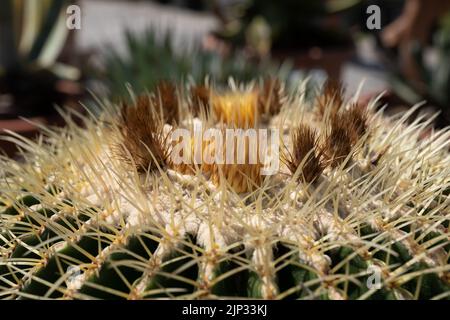 Echinocactus grusonii parte superiore spinosa con fiori in fiore, il cactus a botte d'oro o palla d'oro, endemica del Messico centro-orientale. Foto Stock