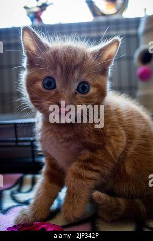 Primo piano verticale di un adorabile gattino che lecca il naso Foto Stock