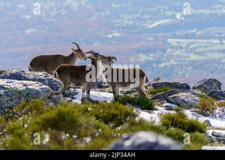 Capre selvatiche in cima alla montagna innevata di Madrid in inverno. La Morcuera. Spagna. Foto Stock