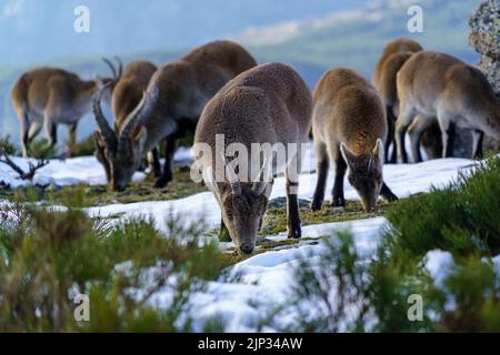 Capre selvatiche in cima alla montagna innevata di Madrid in inverno. La Morcuera. Spagna. Foto Stock