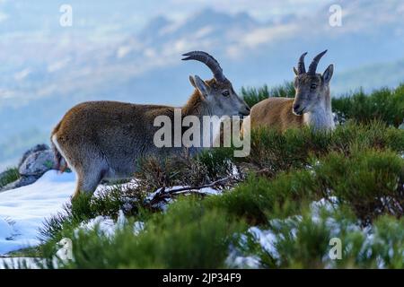 Capre selvatiche in cima alla montagna innevata di Madrid in inverno. La Morcuera. Spagna. Foto Stock