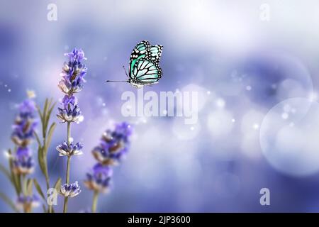 Fioritura fiori di lavanda e farfalla volante in estate sfondo mattina . Porpora crescente Lavanda primo piano Foto Stock