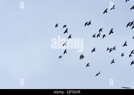 Un gregge di uccelli in volo . Uccelli in silhouette contro il cielo Foto Stock