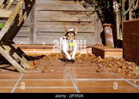 Jack russell terrier cane che corre verso la macchina fotografica con una palla da tennis in bocca. Giochi di agilità con l'animale domestico. Giocare. Foto Stock