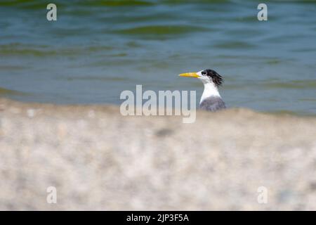 Minore crested terna (Thalasseus bengalensis) peaking sulla sabbia Foto Stock
