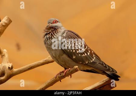 Il piccione macinato (Guinea Columba), o piccione di roccia (africano), è vicino su un ramo. Foto Stock