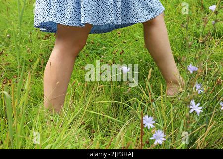 Ragazza a piedi nudi in estate vestito a piedi su un erba. Giovane donna che si gode la natura sul prato verde con fiori di cicoria Foto Stock