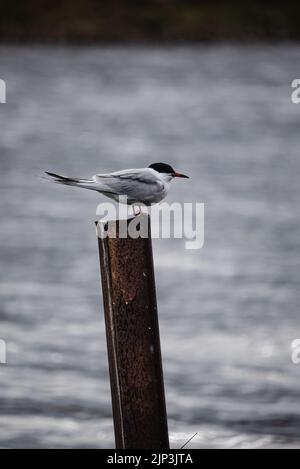 Un tiro selettivo di fuoco di terna comune (sterna hirundo) appollaiato su un palo di metallo Foto Stock
