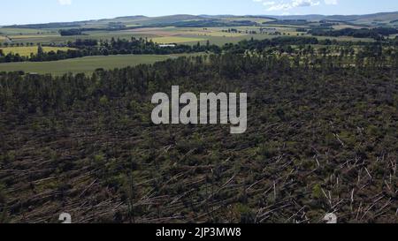 Veduta aerea di danni estesi al bosco alla periferia di Edzell in Angus, Scozia, Regno Unito da Storm Irwin Foto Stock