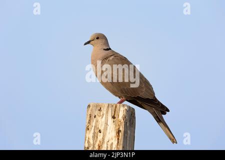 Colomba eurasiatica arroccata su un palo di legno Foto Stock